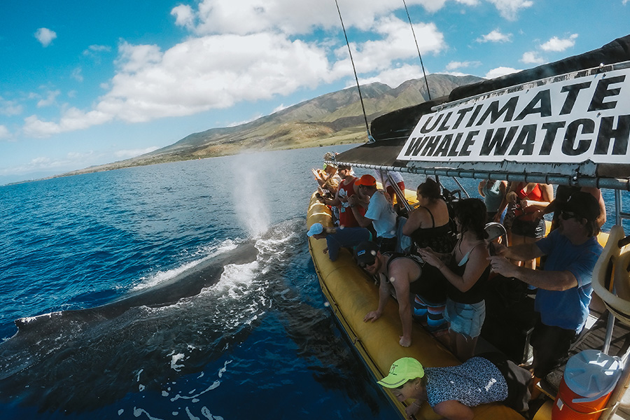 maui adventure tours whale watch
