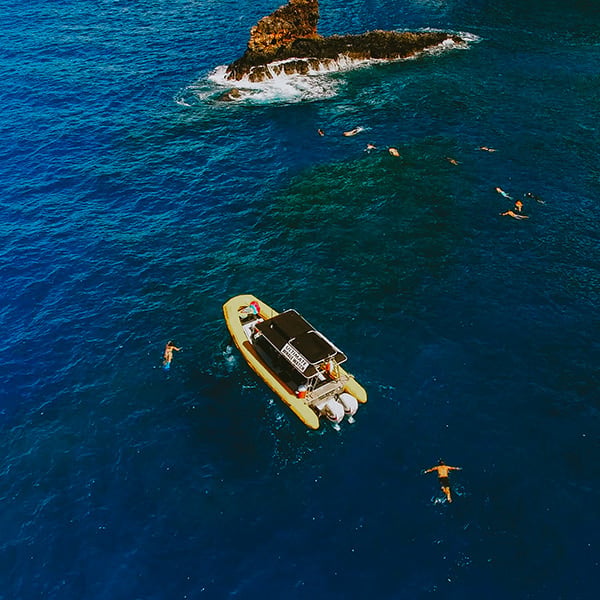 (COMBO) WHALE WATCH & REEF SNORKEL