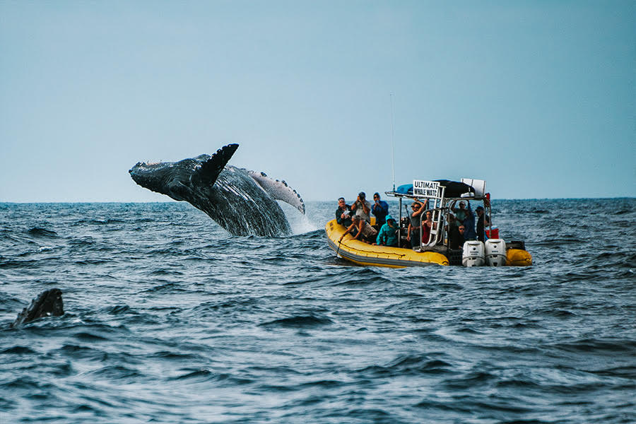 whale watching maui