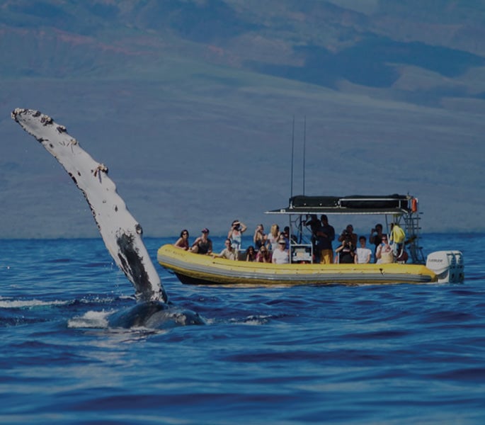 WHALE WATCH 1.5 HR