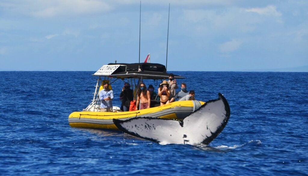 VIP WHALE WATCH LIMITED 12 GUESTS