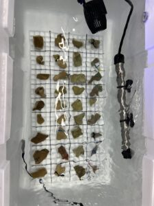 Coral fragments undergo thermal testing in a cooler before being outplanted on Olowalu Reef in Maui