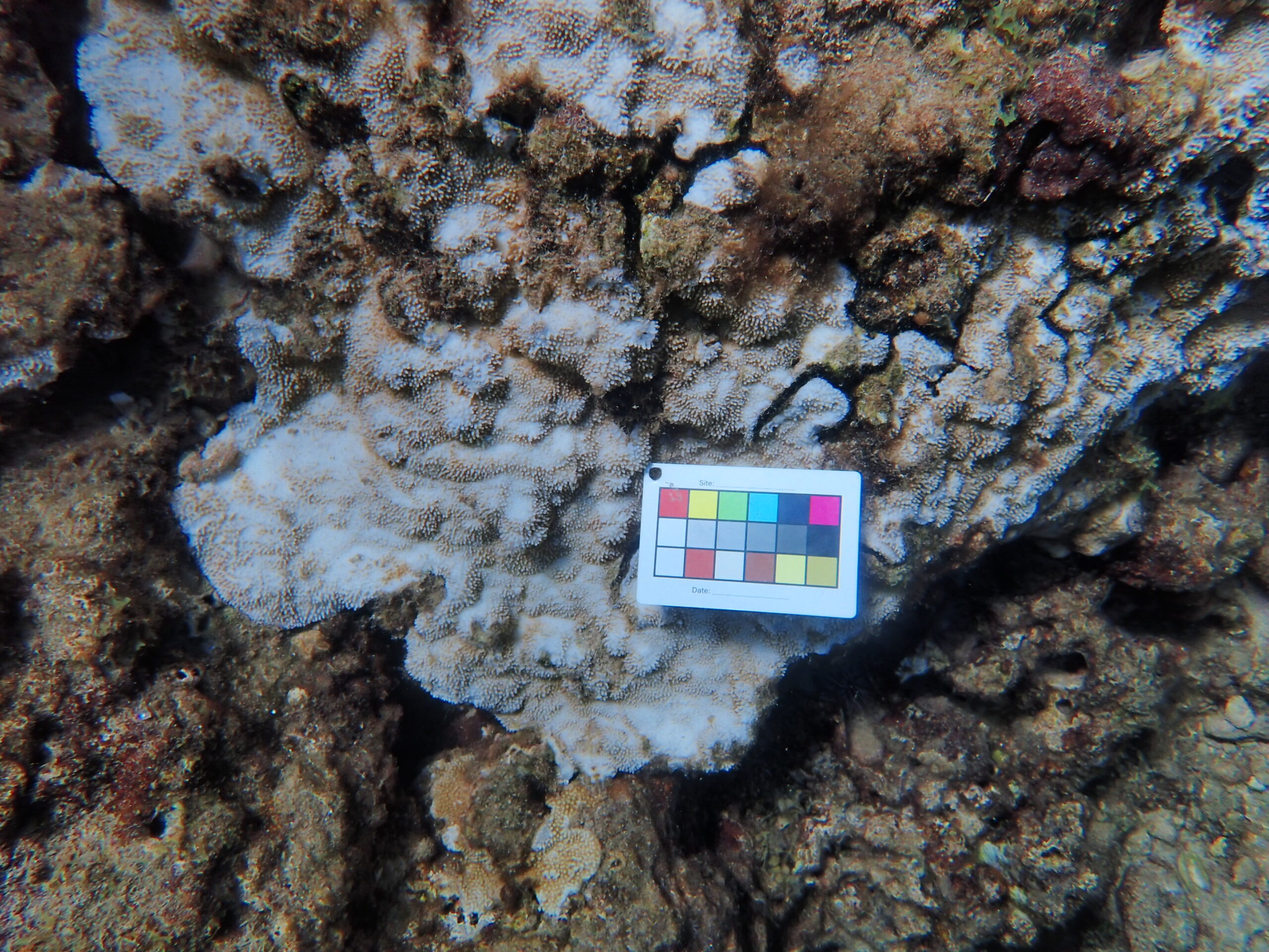 A partially bleached coral colony at Olowalu Reef in Maui Nui is measured for severity