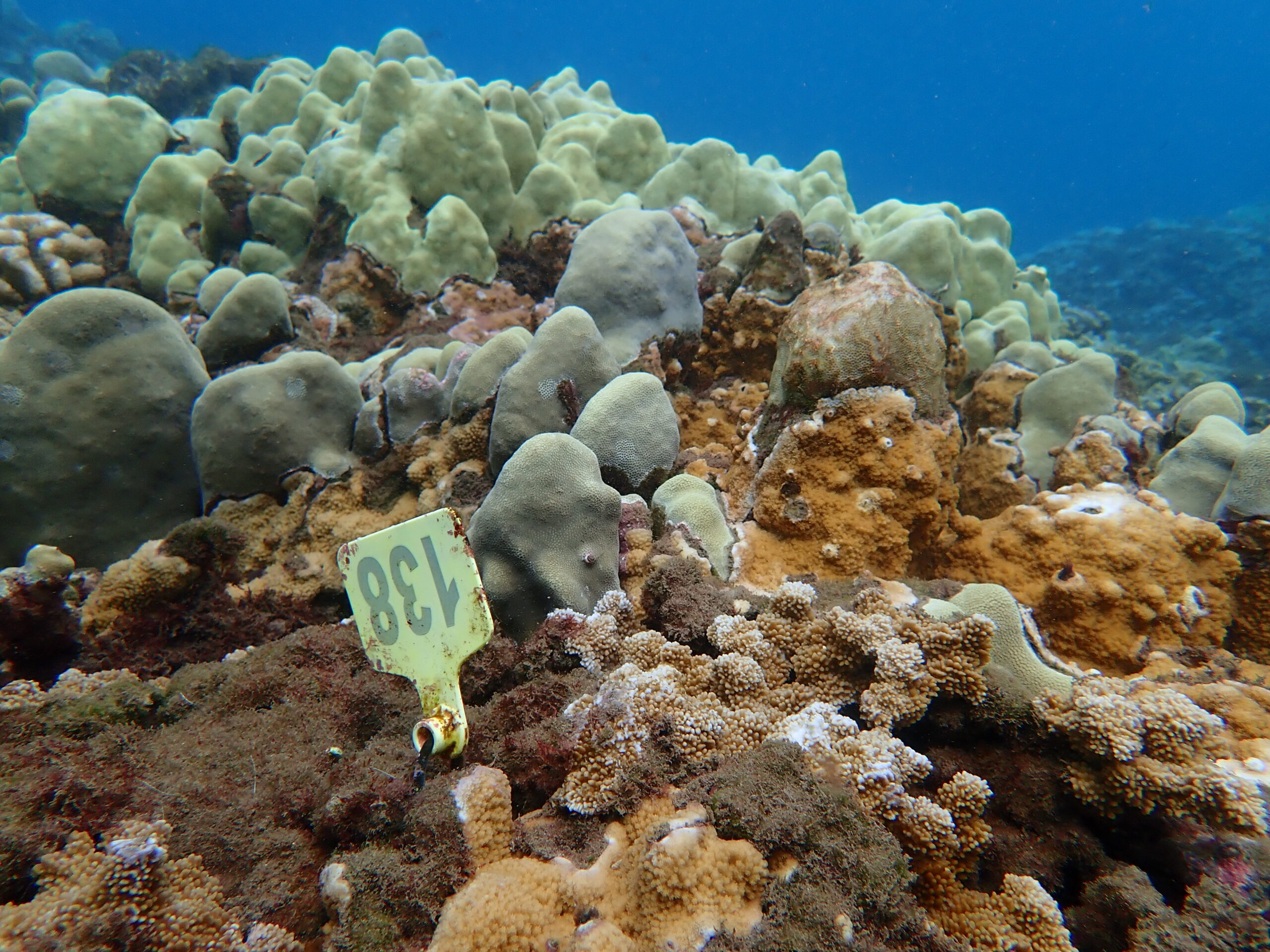 Tagged coral colonies at Olowalu Reef, a source reef for Maui Nui