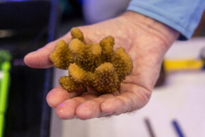 A coral is held by a researcher studying coral reef heat tolerance in Maui